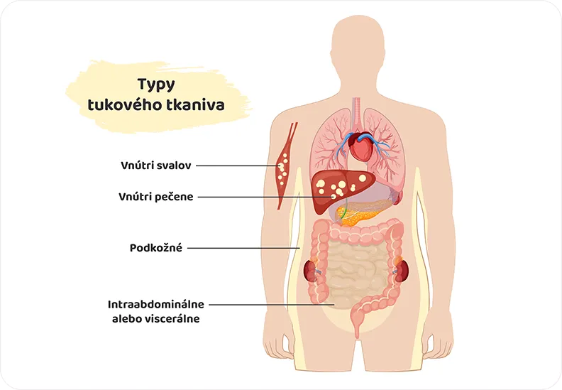 typy tukového tkaniva